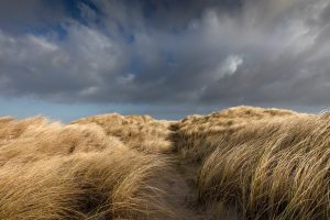 Nordjütland - Løkken Jammerbucht - Dünenlandschaft No. XXV